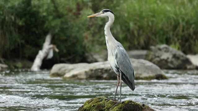 heron preening feathers