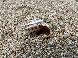 A seashell on a pebbles beach