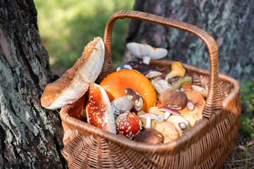 Different mushrooms in basket near old pine trees. Fly agaric, Porcini, Chanterelle. Collecting mushrooms in forest