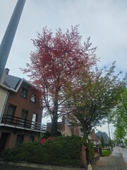 tree in spring