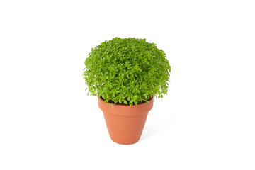 Manjerico potted plant isolated on white. Traditional decor for festival San Juan