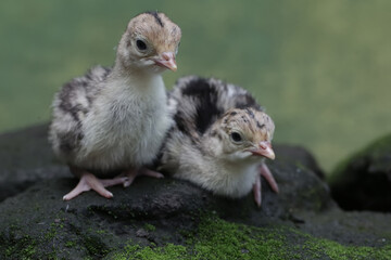Two one-day-old baby turkeys are looking for food on a rock covered in moss. This bird, which is...