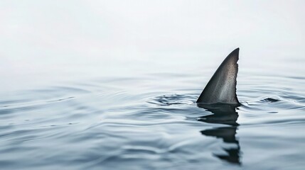 Shark fin on white with ripples. - obrazy, fototapety, plakaty