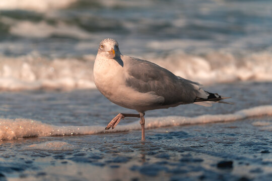 Möve mit Ostseestrand und Meer  im Fischland Zingst Darß, Mecklenburg-Vorpommern