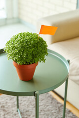 Manjerico potted plant on a coffee table at home. Traditional decor for festival San Juan