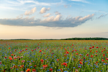 Stunning view of blossoming poppy and knapweed meadow. Summer rural landscape of rolling hills, curved roads and trees in Lithuania.