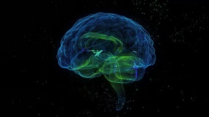 Human brain. Nervous system mesh of human 3d model brain.