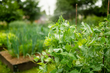 Middle age gardener with a mist fogger sprayer sprays fungicide and pesticide on bushes and trees. Protection of cultivated plants from insects and fungal infections.