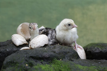 Two  one-day-old baby turkeys are looking for food on a rock covered in moss. This bird, which is usually bred by humans for meat consumption, has the scientific name Meleagris gallopavo.