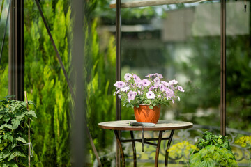 Beautiful purple petunia flowers blossoming in flower pot in a backyard.