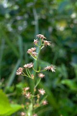 Flowers of the Canadian horseweed plant on a natural blur background, stock photo.