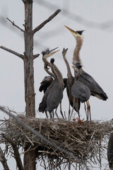 Heron family in nest 4