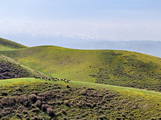 Sheeps on the hill in sunny day. Mountain landscape. Amazing nature scenery with alpine meadow....
