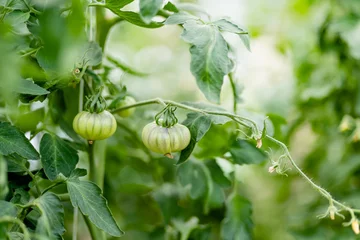  Ripening organic fresh tomatoes plants on a bush. Growing own fruits and vegetables in a homestead. © MNStudio