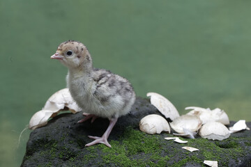 A one-day-old baby turkey is looking for food on a rock covered in moss. This bird, which is...