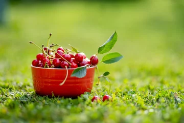  Ripe red cherries with green stems in red bowl on green grass. © MNStudio