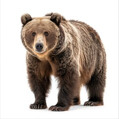 Obraz premium Photo of Brown Bear isolated on white background