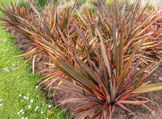 Phormium tenax, New Zealand flax or New Zealand hemp plants in the urban landscaping.