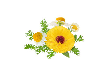 Calendula and chamomile flowers and leaves bunch isolated transparent png. White daisy and pot marigold in bloom. 
Chamaemelum nobile and calendula officinalis medicine plants. 
