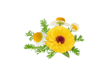 Calendula and chamomile flowers and leaves bunch isolated transparent png. White daisy and pot marigold in bloom. 
Chamaemelum nobile and calendula officinalis medicine plants. 
