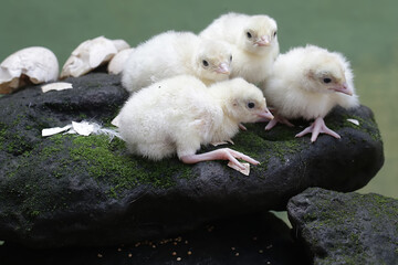 The cute and adorable appearance of a number of baby turkeys that are only one day old. This bird,...