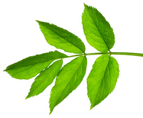 green young spring leaf isolated on transparent, png.  elderberry leaves. Spring greens.Fresh leaf.