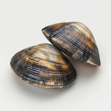 Photo of Clam isolated on white background