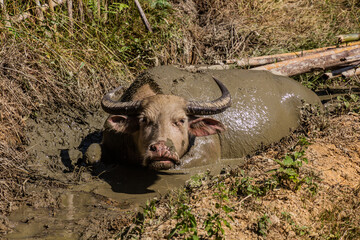 Water buffalo near Donkhoun (Done Khoun) village near Nong Khiaw, Laos