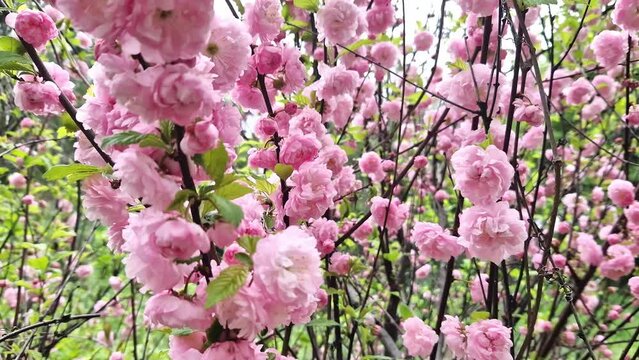 Prunus triloba Plena. Beautiful pink flowers on a bush branch close-up. Flowers with selective focus, natural background