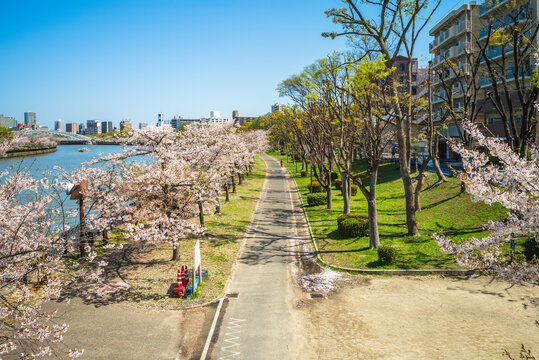 Kema Sakuranomiya Park, a park near by Ogawa River in osaka and famous for cherry blossom in japan
