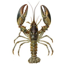 Photo of Crayfish isolated on white background