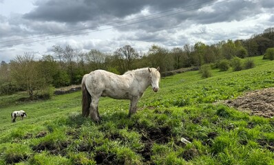 A white horse stands prominently in a green field, with another horse visible in the background at...