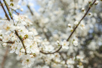 Spring blossom background. Beautiful nature scene with blooming tree on sunny day. Spring flowers