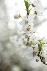 Spring blossom background. Beautiful nature scene with blooming tree on sunny day. Spring flowers