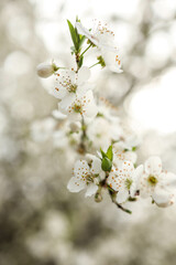 Spring blossom background. Beautiful nature scene with blooming tree on sunny day. Spring flowers