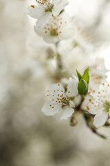 Spring blossom background. Beautiful nature scene with blooming tree on sunny day. Spring flowers