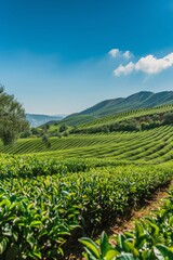 Fototapeta na wymiar A photo of a tea plantation in Turkey, with rows of green tea bushes under a blue sky 