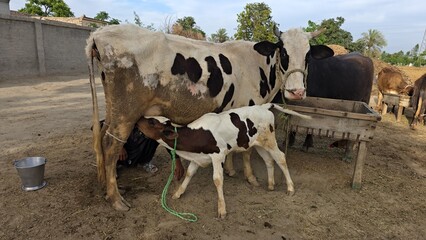 Mother Cow Nursing Calf: Heartwarming Moment of Bonding and Nourishment