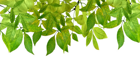 fresh green leaves border on white background. isolated on transparent, png