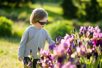 Cute little boy admiring colorful iris flowers blossoming on a flower bed in the park on sunny summer evening.