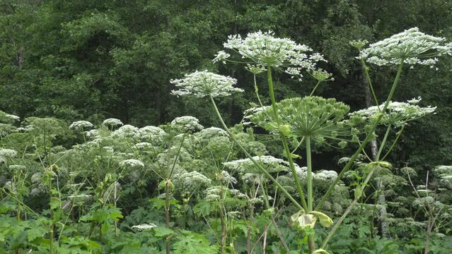 Weed Hogweed is a flowering plant contain the intense toxic allergen. It is dangerous for humans.