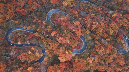 Autumn forest with a curve road