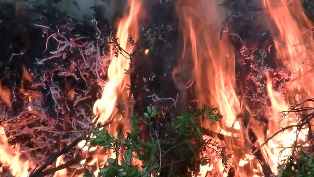 Natural fire flames and boxwood branches with green leaves - real time. Topics: fire, campfire, element of nature, environment, combustion, heat