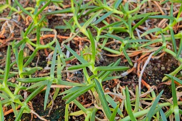 Closeup of Carpobrotus edulis, also known as hottentot-fig, sour fig, ice plant or highway ice plant,  which is a ground-creeping plant with succulent leaves in the genus Carpobrotus, native to South 