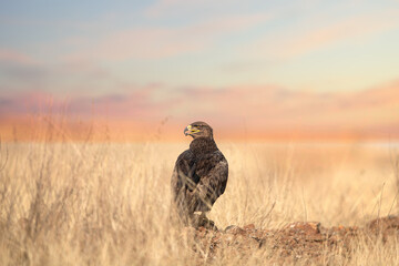 Flying falcon in the desert