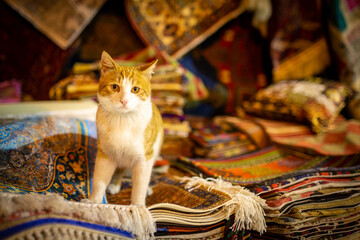Red Cat In The Arab Bazaar