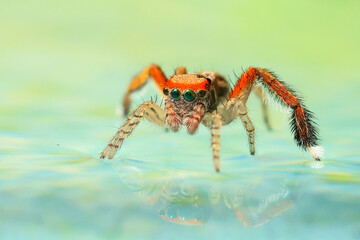 Plexippus paykulli is a jumping spider in the family Salticidae