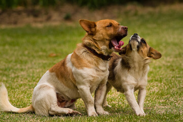 puppies playing in the park