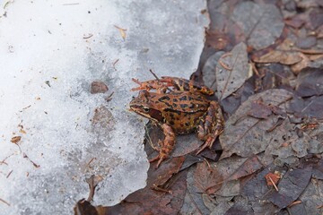 Closeup of Common frog (Rana temporaria) on the sitting on the ground in spring.