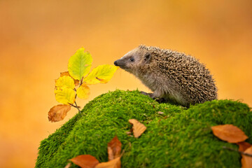 West European Hedgehog in green moss with little spruce tree